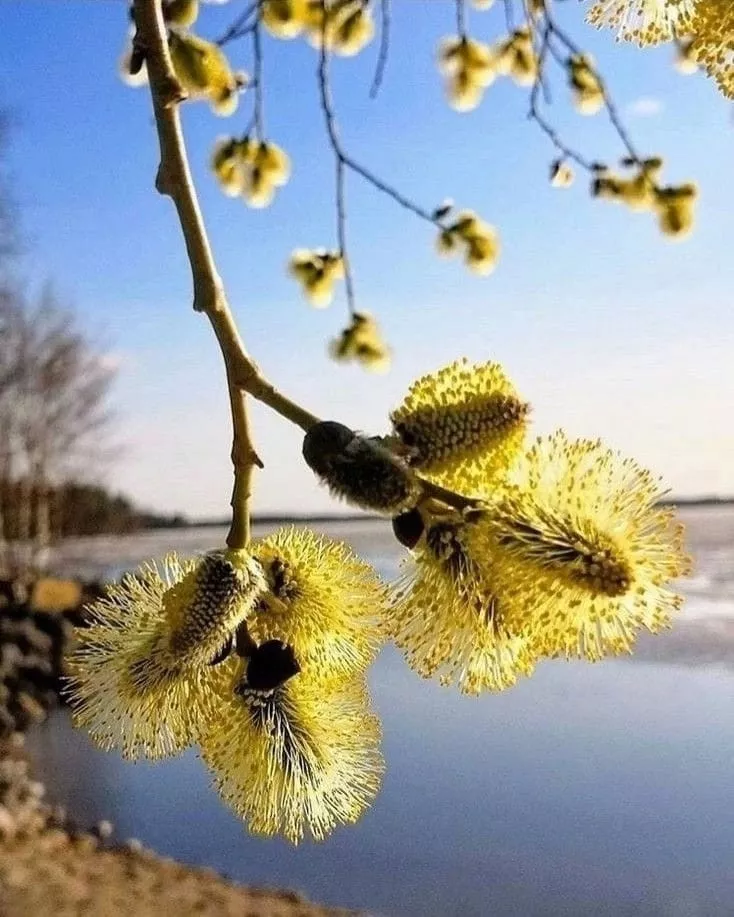 1нче көн. Әлфия Төхвәтуллина. Ачылмаган сер ул - Мәхәббәт!
