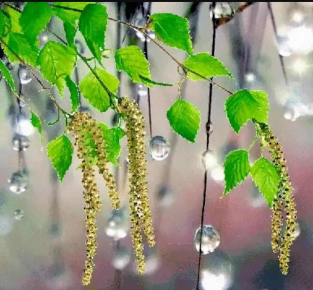 4нче көн.  Әлфия Төхвәтуллина. Ачылмаган сер ул - Мәхәббәт!
