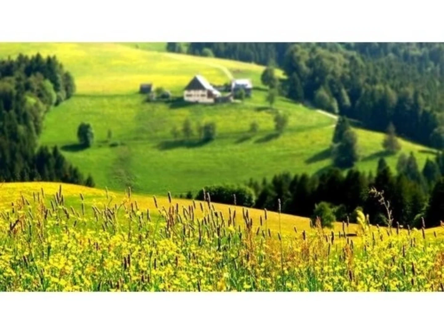 Өйгә кайтасы килә