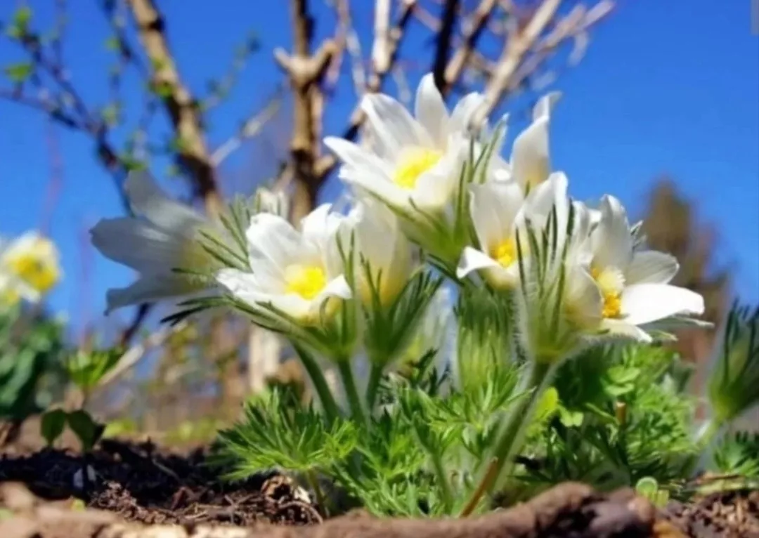 Бәхетле булып кара. Айшанур.