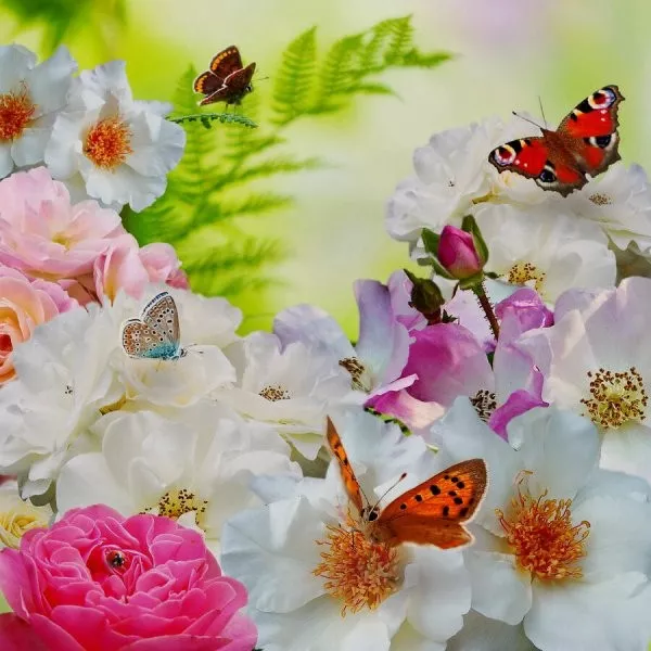 13 нче көн. Күбәләкләр. Әхсән Баян.