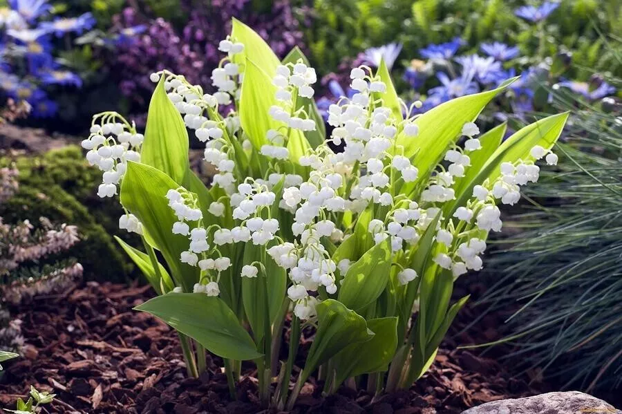 МөҗәһитӘхмәтҗанов "Язгы чәчәкләр"
