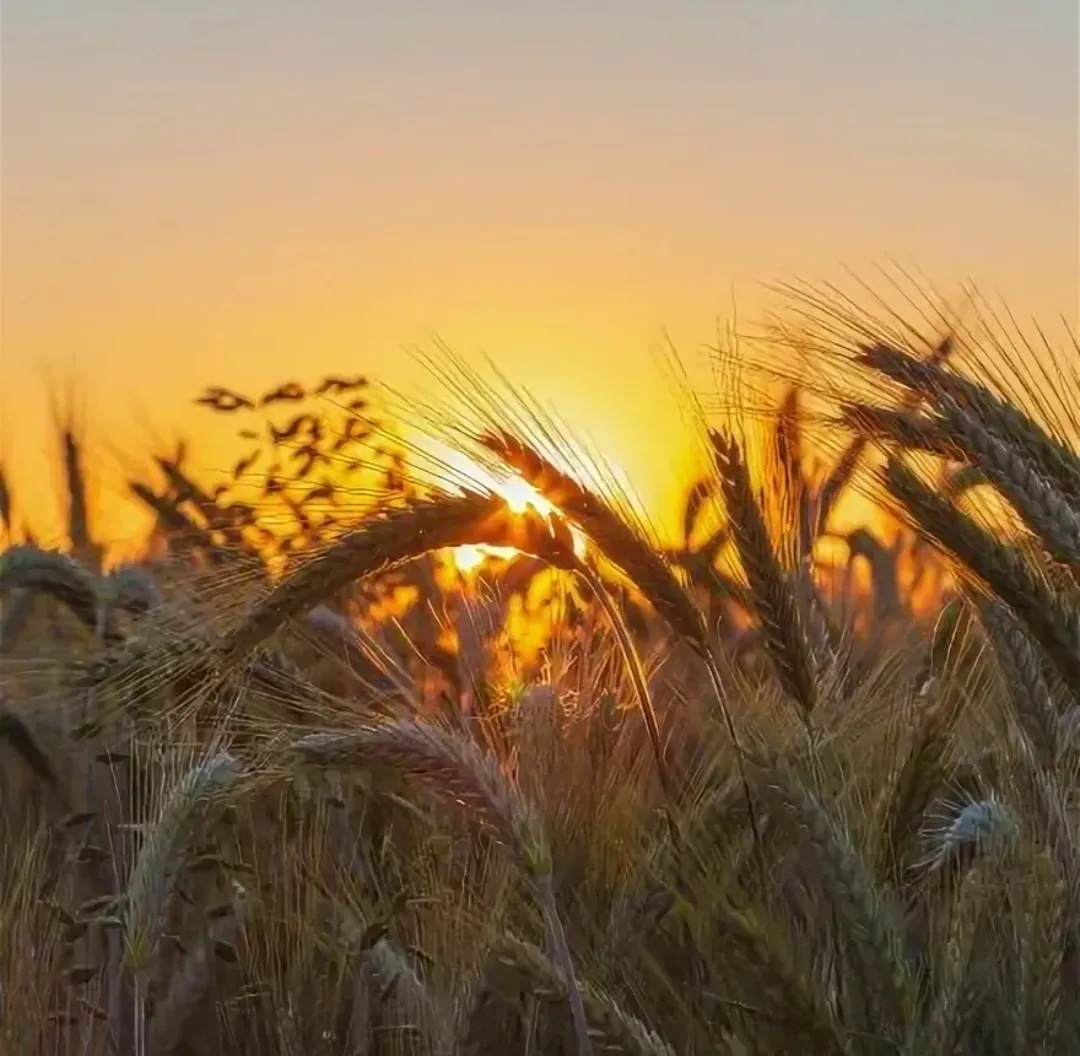 Зөлфәт.Җилләр чиртә сары камылларга
