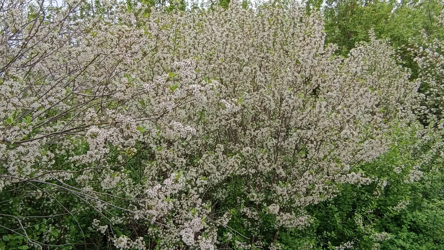 Габдулла Тукай "Мәхәббәт"